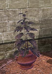 Image of Fixture: Potted Hurricane